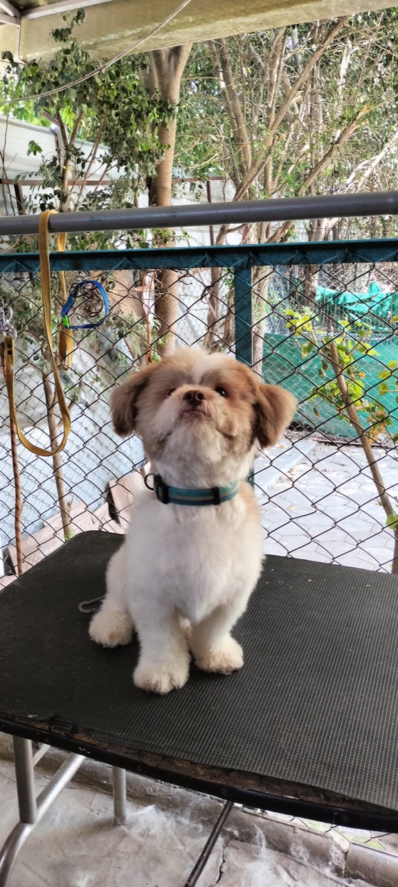 Pet Grooming Services - Photo 8